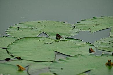 《黑神话：悟空》GS 8分 没看过西游记就很难懂